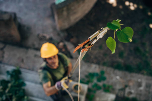 How Our Tree Care Process Works  in  Anadarko, OK